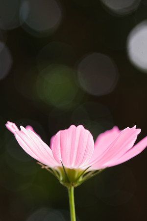 秋桜
