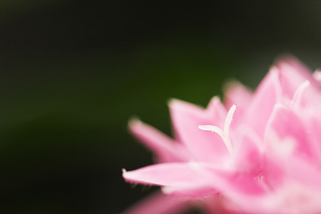 花の中のワイ