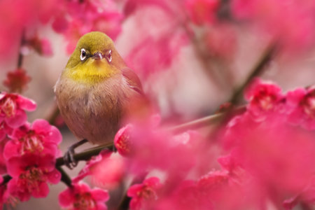 デザートの中で