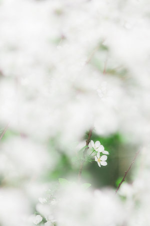 花の中で
