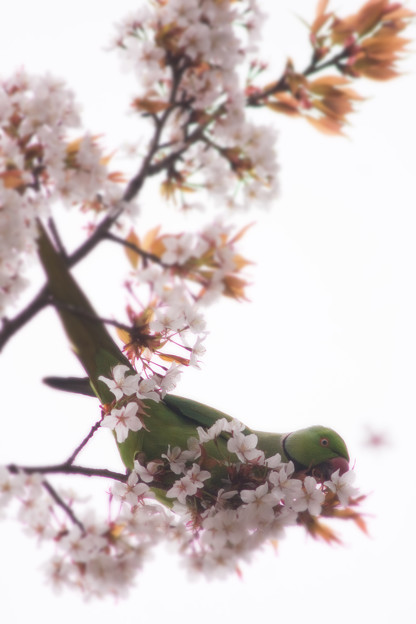 ワカケホンセイインコ