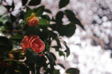 夜桜の影で