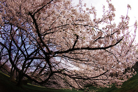 迫力の桜
