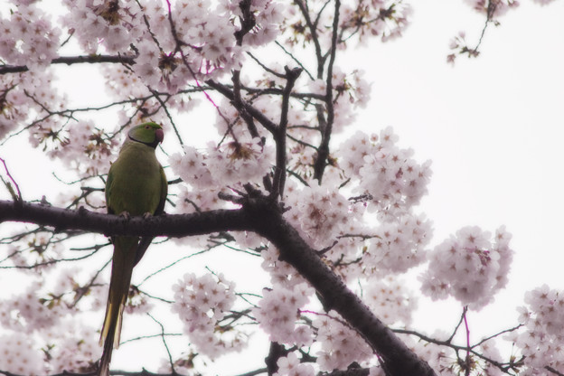 インコの見る桜