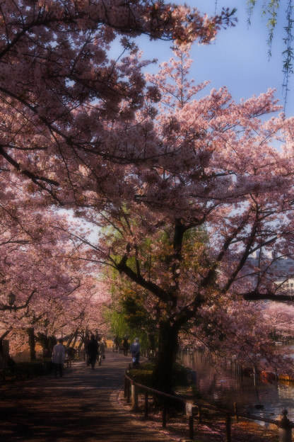 古くからの散歩道