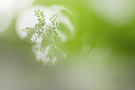 覗く花