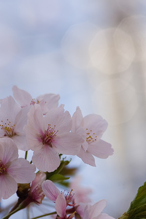 散らない桜