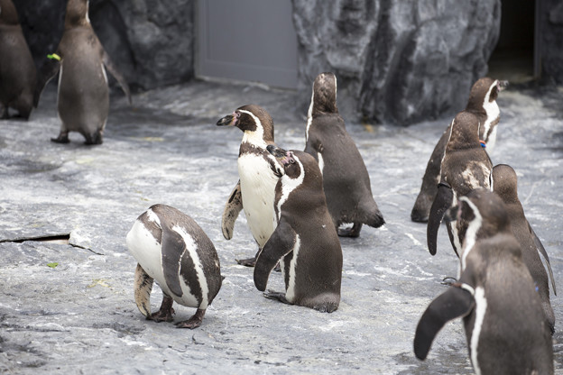 ペンギン