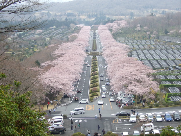 富士霊園桜並木 写真共有サイト フォト蔵