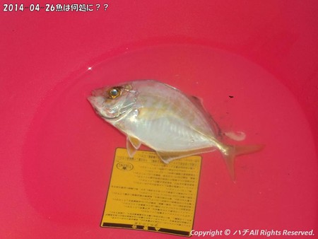 2014-04-26魚は何処に?? (8)