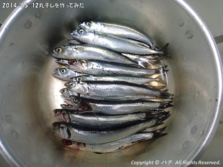 2014-05-12丸干しを作ってみた (2)