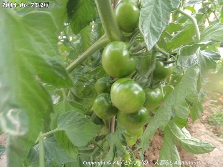 2014‐06-23収穫 (1)