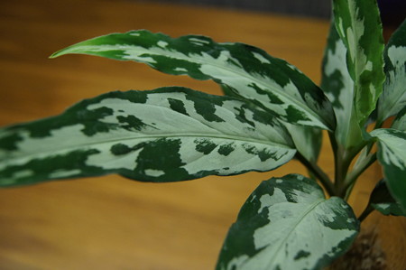 DSC00701