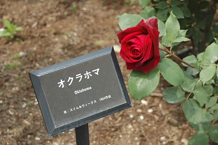 バラ園