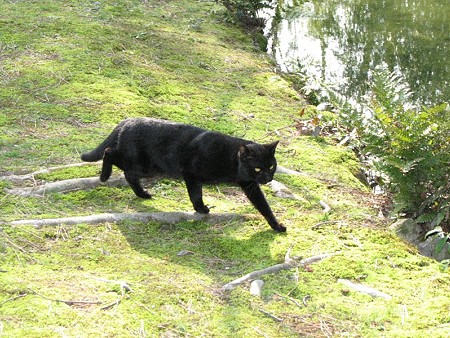 黒猫1号