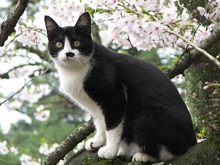 栗林公園的猫桜　白黒1号