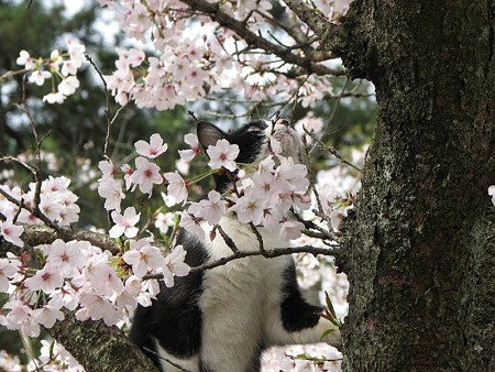 桜とハナクロ