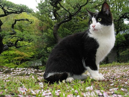 桜の花びらの絨毯の上で、ハナシロ