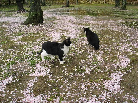 桜の花びらの絨毯の上で、ハナシロとハナクロ