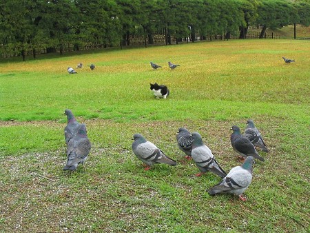 ハナシロ　鳩とお遊戯