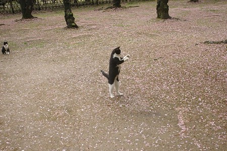 ハナシロが直立した日