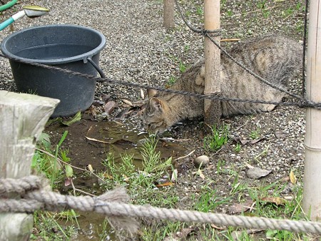 水を飲むキジトラ