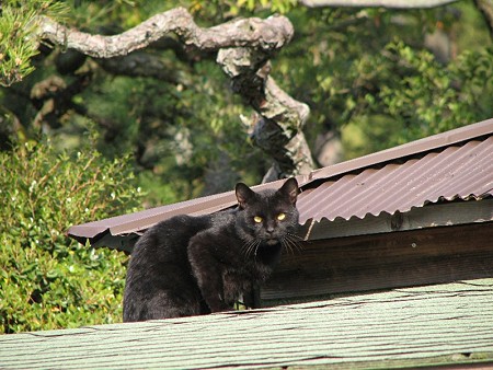 小松亭の上のギャング(黒猫1号)