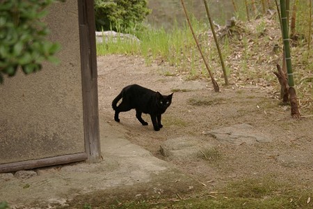 黒猫3号