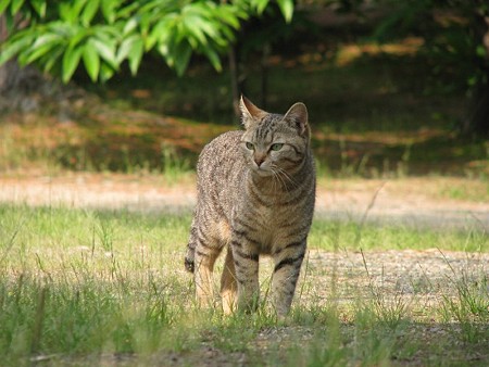 キジトラ1号