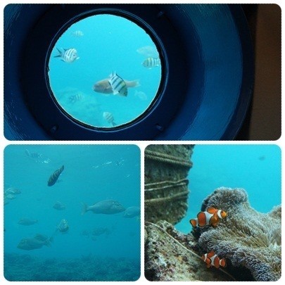 20120603 ブセナ海中公園(海中展望塔、お魚さん)