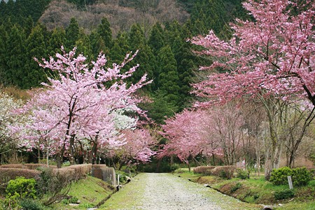 樹木公園　桜