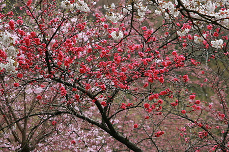 花桃　　樹木公園