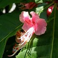 Photos: 紅花栃の木