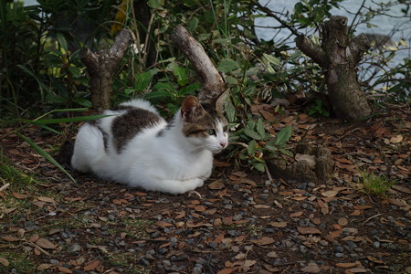 叶崎灯台の猫・1