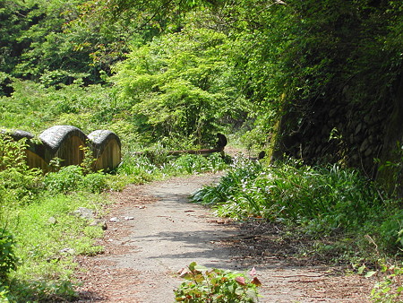 R306佐目トンネル旧道? 猿発見