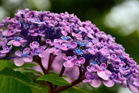 紫陽花