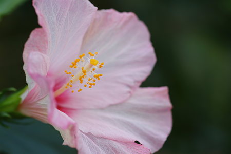 ハイビスカス-DSC00852