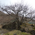 生野高原　狗鷲桜（イヌワシ桜）