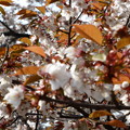 狗鷲桜の花