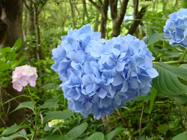 ハート形に咲くアジサイ