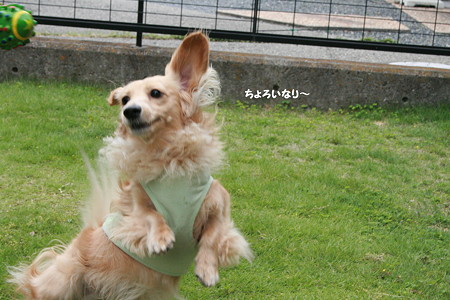 摩耶19