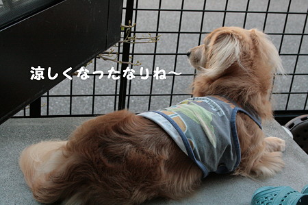 夕涼み摩耶さん