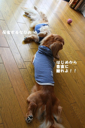 叱られ中 6