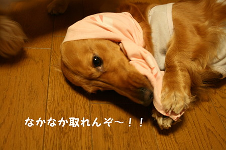 ほっかぶり隊 5