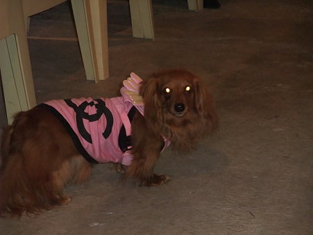 捨て猫、捨て犬はViViが目を光らせてますぞ。