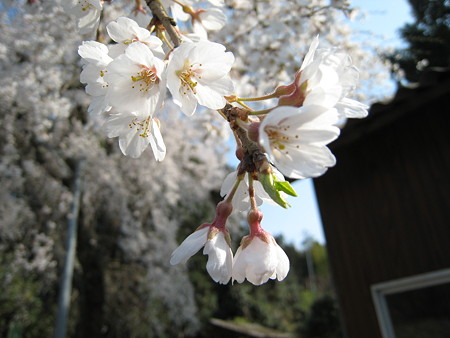 枝垂れ桜2