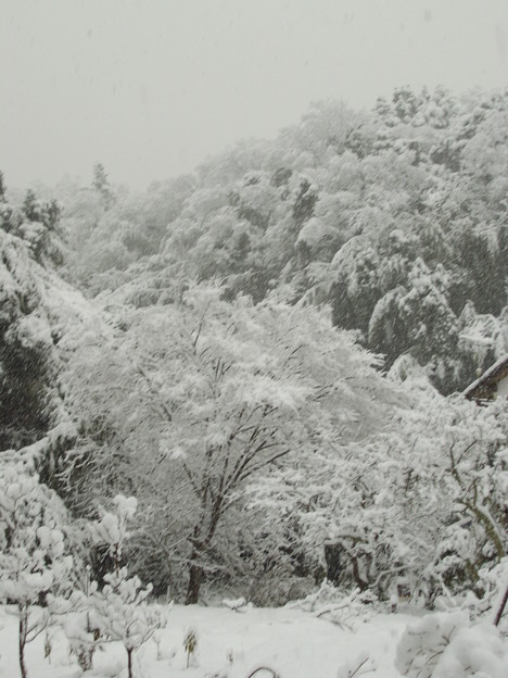 雪景色の木々