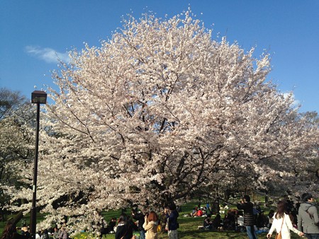さくら　2014年4月5日