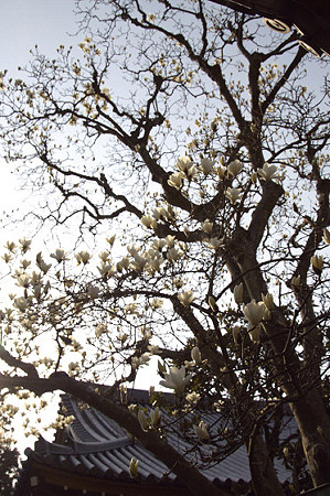 円覚寺 07