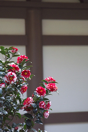 円覚寺 09